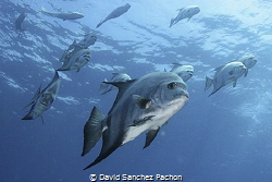 atlantic spadefish swimming 2/3 by David Sanchez Pachon 